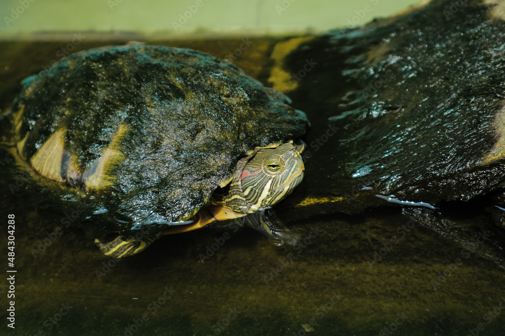 Fototapeta premium Red-eared slider turtle trachemys scripta. Brazilian turtle macro photography.