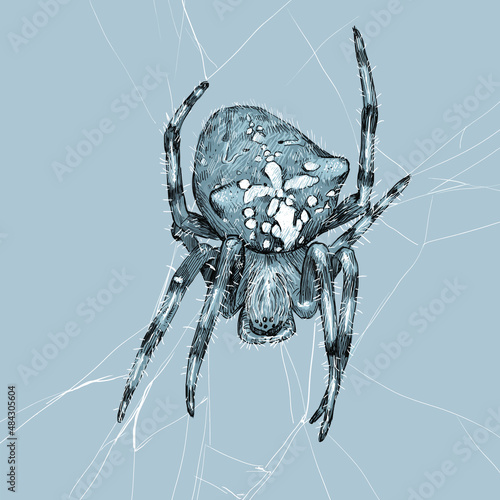 vector illustration spider graphic drawing 