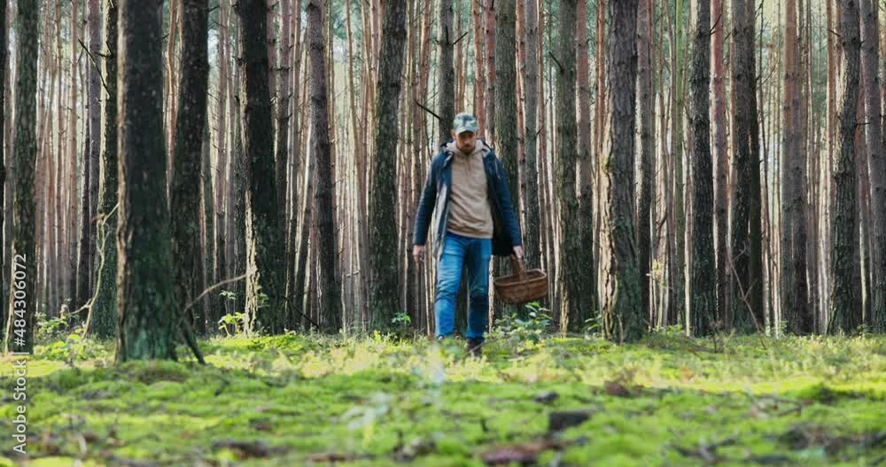 Mushroom picker dressed in jacket and helmet walking in forest leaning close to ground puts basket next to him picks boletus and with knife cleans it cuts off root looks around looking for more Mushroom picker dressed in jacket and helmet walking in forest leaning close to ground puts basket next to him picks boletus and with knife cleans it cuts off root looks around looking for more