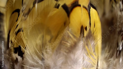 Mottled feathers rotation background. Close up