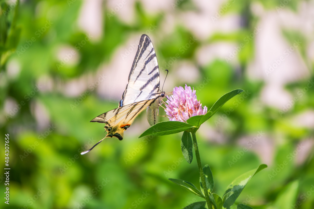 Obraz premium Beautiful Butterfly Scarce Swallowtail, Sail Swallowtail, Pear-tree Swallowtail, Podalirius. Latin name Iphiclides podaliriu. Butterfly collects nectar on flower.
