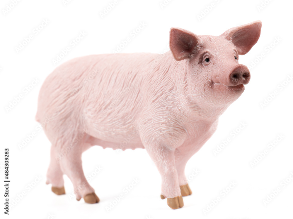 Pig Isolated on White Background Pig Isolated on White Background