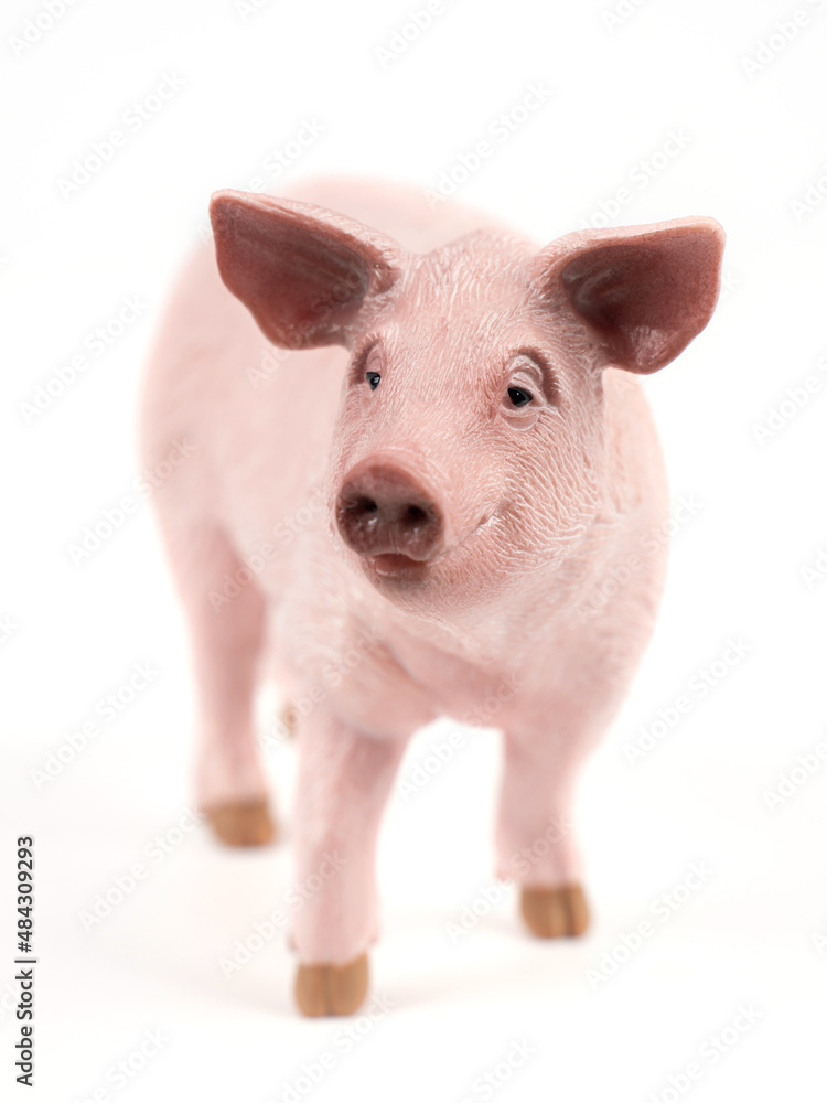 Pig Isolated on White Background