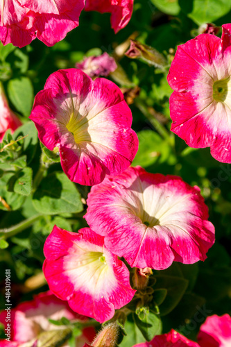 Pink petunias with a white center in the summer garden