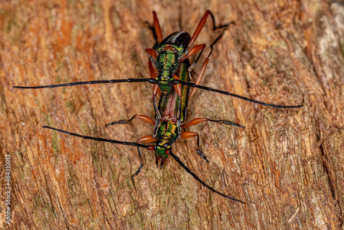 Adult Typical Longhorn Beetles photo