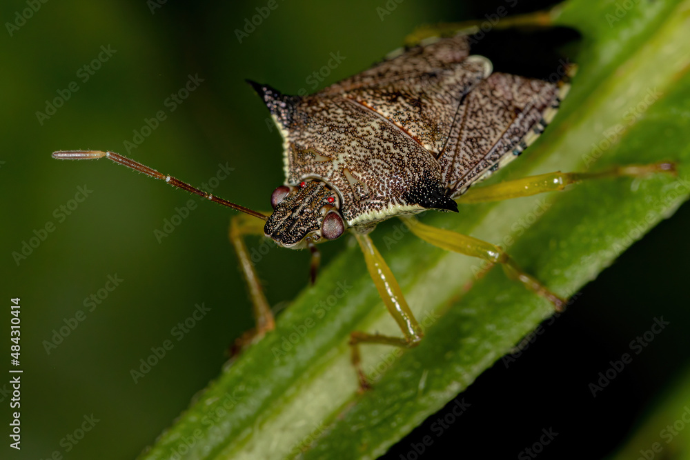 Φωτογραφία Adult Predatory Stink Bug