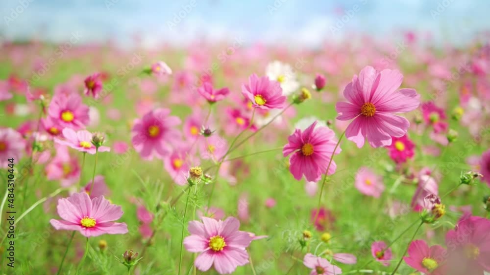 Slow motion of beautiful pink cosmos flower blooming and blowing by the wind in autumn or fall, Blossom or bloom background Slow motion of beautiful pink cosmos flower blooming and blowing by the wind in autumn or fall, Blossom or bloom background