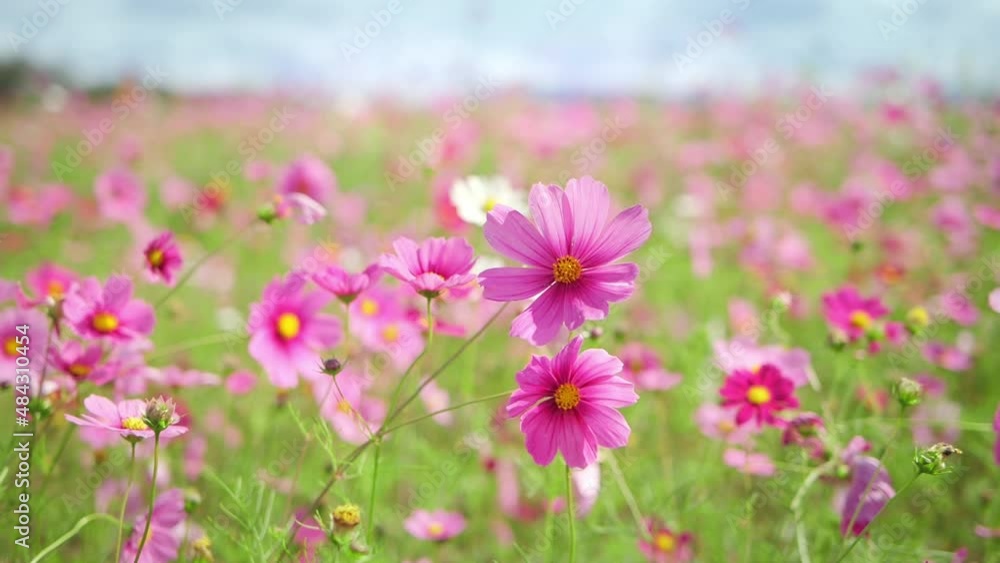 Slow-motion of beautiful pink cosmos flower blooming and blowing by the wind in autumn or fall, Blossom or bloom background Slow-motion of beautiful pink cosmos flower blooming and blowing by the wind in autumn or fall, Blossom or bloom background