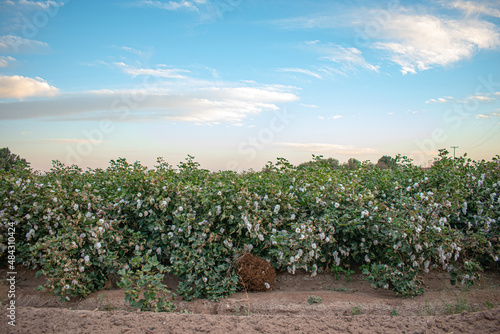 Gossypium hirsutum, upland cotton, or Mexican cotton.