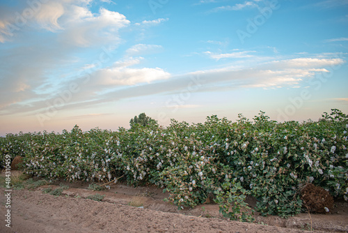 Gossypium hirsutum, cotton plants in the valley of Mexicali.
