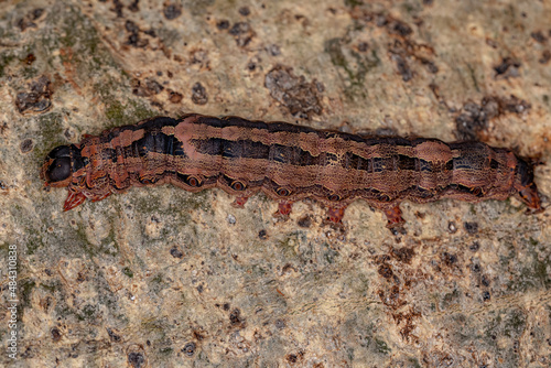 Black Witch moth caterpillar photo