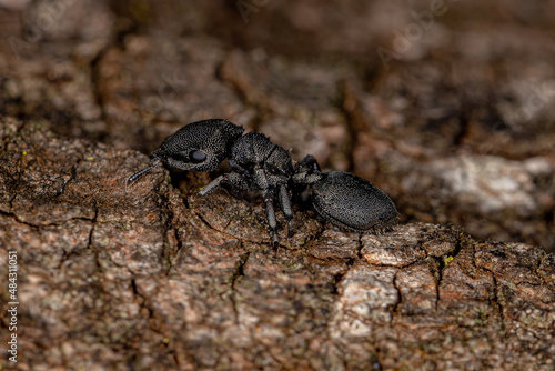 Adult Turtle Ant photo