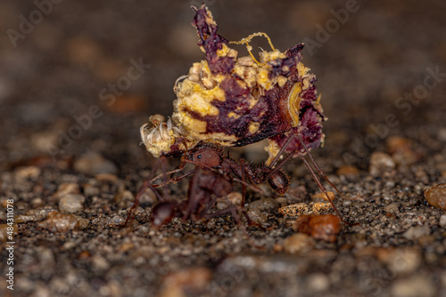 Atta Leaf-cutter Ant photo