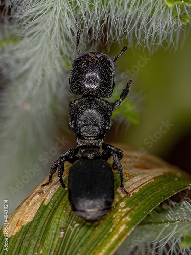 Adult Black Queen Turtle Ant photo