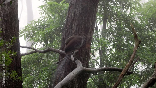 lyrebird mimicking other birds while perched on a tree at fitzroy falls of morton national park in the nsw southern highlands of australia