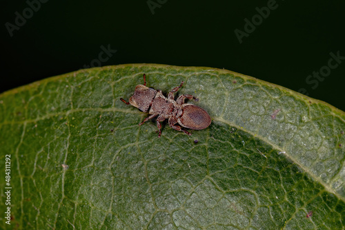 Adult Turtle Ant photo