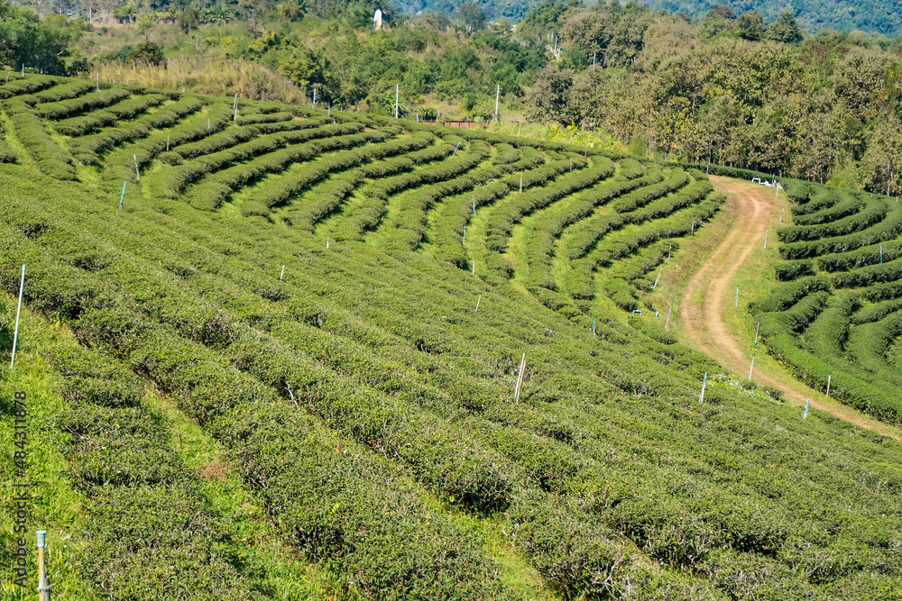 Chiang Rai Thailand, rows of tea plants following contours of hill on plantation