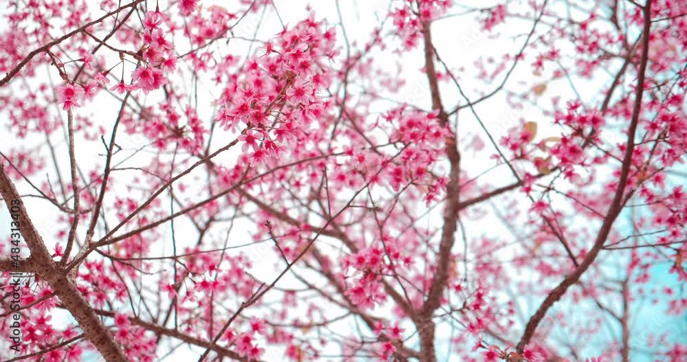 Beautiful Wild Himalayan Cherry (Prunus cerasoides), Blooming pink Prunus cerasoides flowers on springtime in bright day at northern of Thailand. Beautiful Wild Himalayan Cherry (Prunus cerasoides), Blooming pink Prunus cerasoides flowers on springtime in bright day at northern of Thailand.