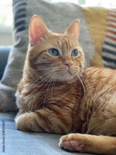 Fototapeta Naklejka Na Ścianę i Meble -  Tabby Cat