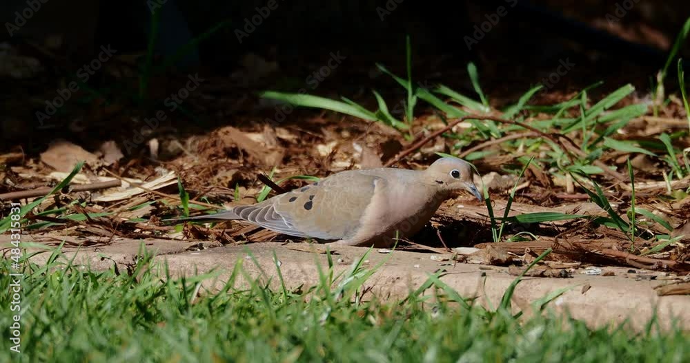 Dove on ground next to grass and bark looking for food Dove on ground next to grass and bark looking for food