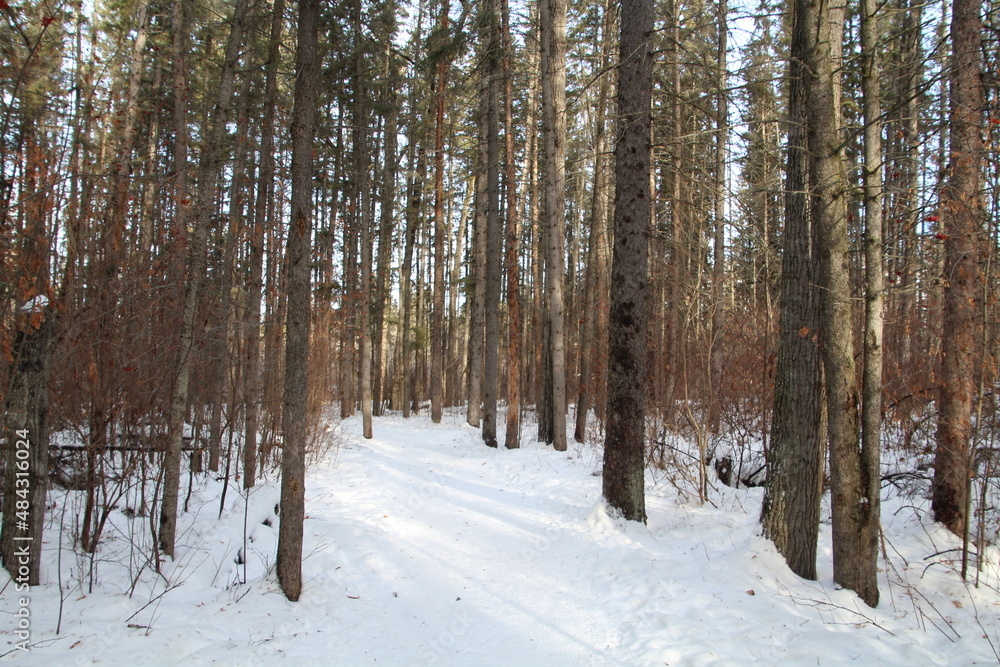 winter forest in the snow winter forest in the snow