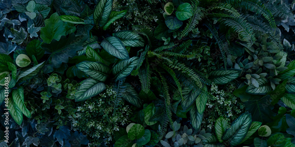 custom made wallpaper toronto digitalCreative nature green background, tropical leaf banner or floral jungle pattern concept.