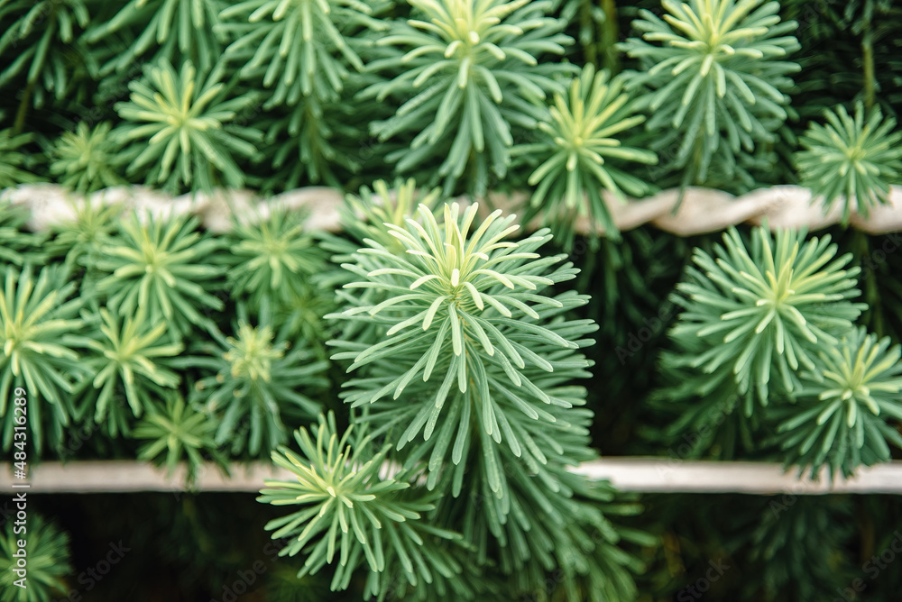 Fresh greenery is growing through an iron fence, providing a natural background Fresh greenery is growing through an iron fence, providing a natural background