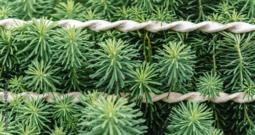 Fresh greenery is growing through an iron fence  providing a natural background