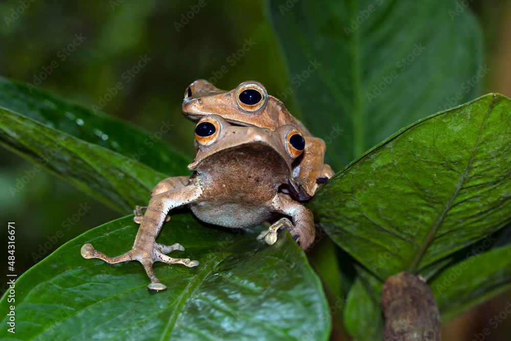 Obraz premium Polypedates otilophus fon leaves, tree frog closeup