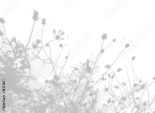 Summer background from the shadow of a sprig of field grass on a white wall. White and black for photo or mockup