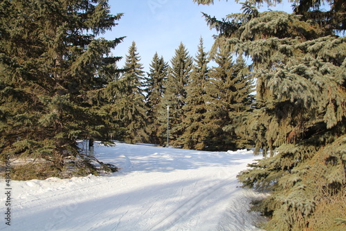 Trees Along The Trail, Gold Bar Park, Edmonton, Alberta