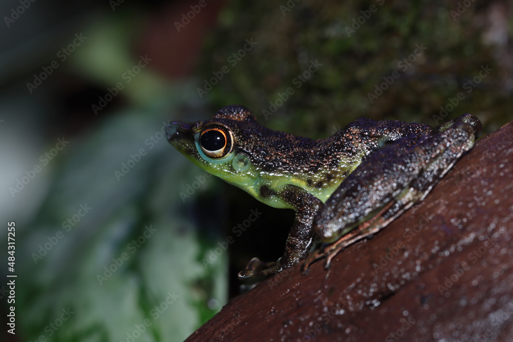 Fototapeta premium Staurois guttatus tree frog closeup on wood, Staurois guttatus frogs closeup