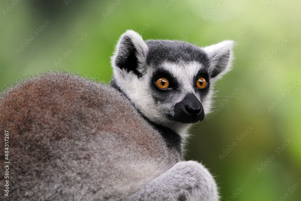 Lemur ring tailed closeup face, animal closeup Lemur ring tailed closeup face, animal closeup