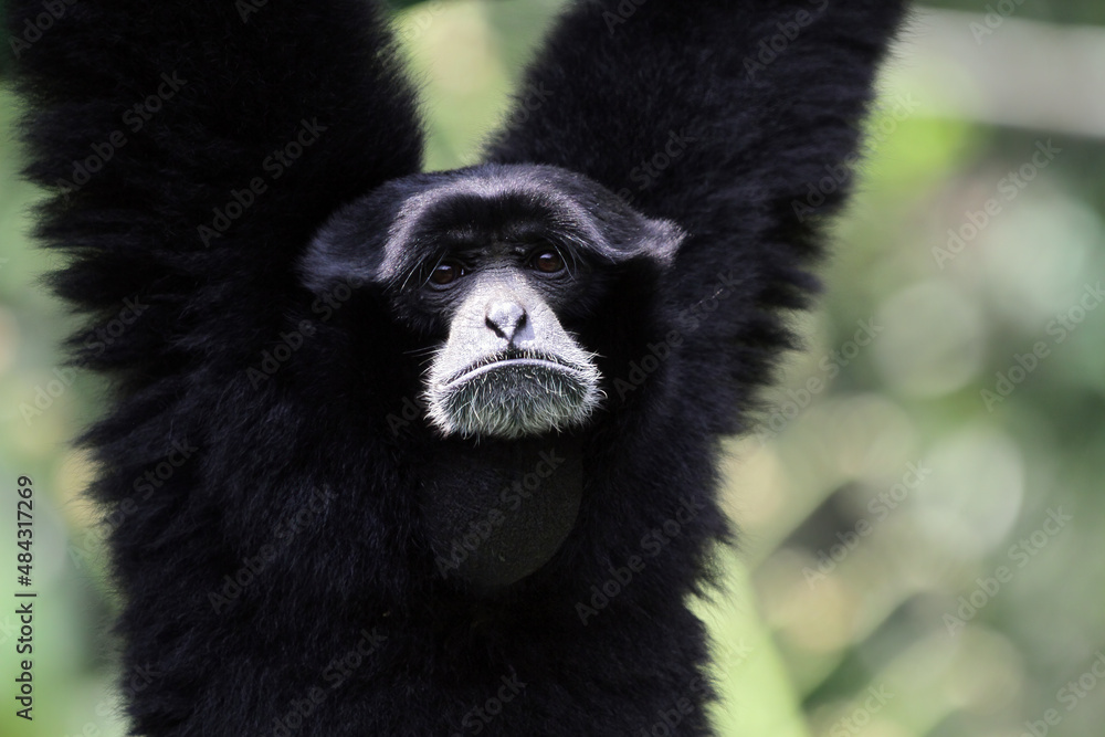 Singe gibbon siamang calling, primates closeup, animal closeup Singe gibbon siamang calling, primates closeup, animal closeup