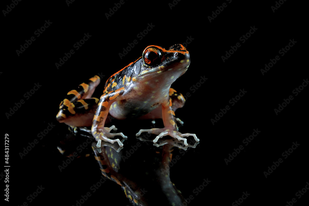 Obraz premium Hylarana picturata frog closeup on reflection with black background, Indonesian tree frog