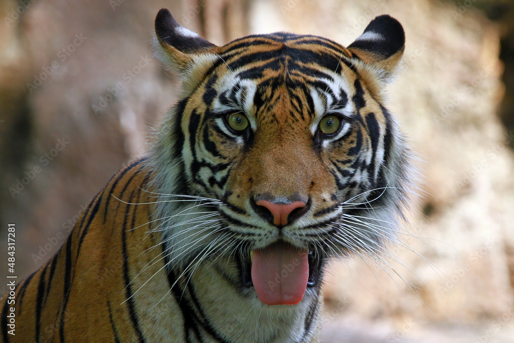 Fototapeta premium Portrait of a bengal tiger, Closeup head Bengal tiger, Male of Bengal tiger closeup