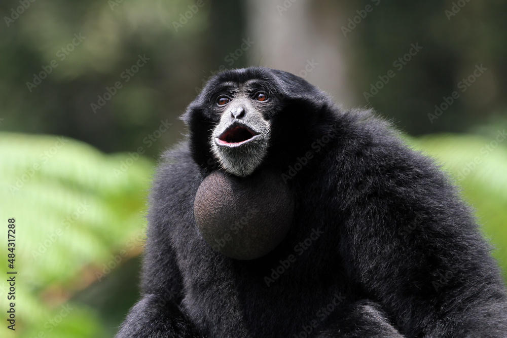 Singe gibbon gibbons close up by holding their baby, primates closeup, animal closeup Singe gibbon gibbons close up by holding their baby, primates closeup, animal closeup