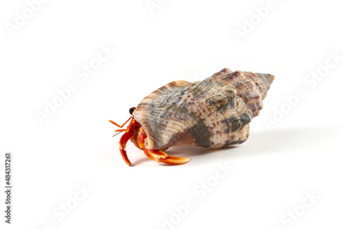 Hermit crabs Shell with white background, Hermit crabs Shell