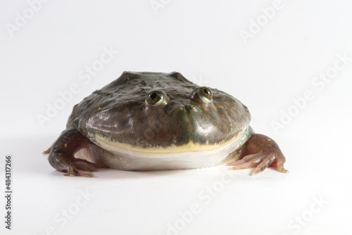 freddy krueger frog closeup with white background, budget frog on white background, Lepidobatrachus laevis closeup photo