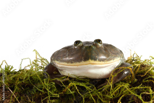 freddy krueger frog closeup with white background, budget frog on white background, Lepidobatrachus laevis closeup on moss photo