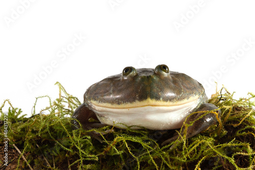 Schilderij op canvas freddy krueger frog closeup with white background, budget frog on white backgrou