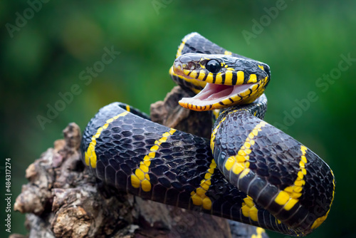 Photo Boiga snake dendrophila yellow ringed, Head of Boiga dendrophila, animal closeup