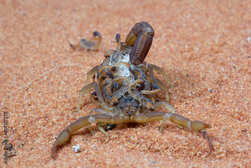 Hottentotta scorpion with babys on body, Hottentotta scorpion front view photo