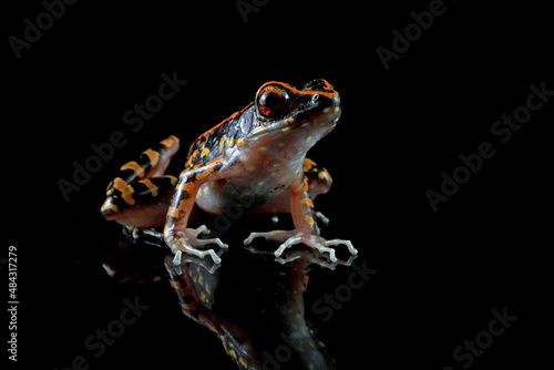 Hylarana picturata frog closeup on reflection with black background  Indonesian tree frog