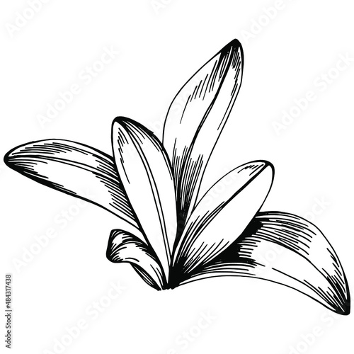 Sage vector isolated plant with leaves. Herbal engraved style illustration. Detailed organic product sketch.The best for design logo, menu, label, icon, stamp.