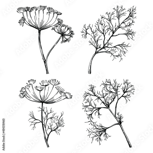 Dill or fennel vector isolated plant with leaves. Herbal engraved style illustration. Detailed organic product sketch.The best for design logo, menu, label, icon, stamp.