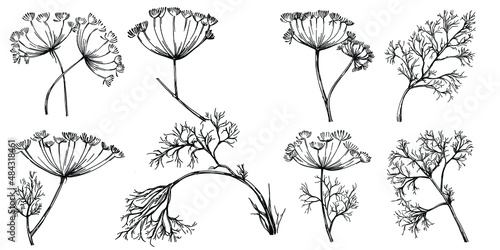Dill or fennel vector isolated plant with leaves. Herbal engraved style illustration. Detailed organic product sketch.The best for design logo, menu, label, icon, stamp.