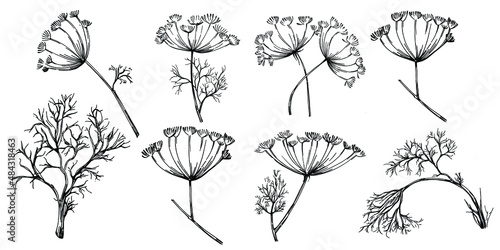 Dill or fennel vector isolated plant with leaves. Herbal engraved style illustration. Detailed organic product sketch.The best for design logo  menu  label  icon  stamp.