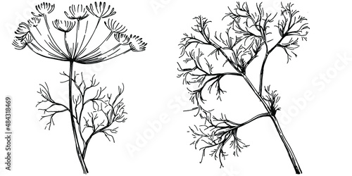 Dill or fennel vector isolated plant with leaves. Herbal engraved style illustration. Detailed organic product sketch.The best for design logo  menu  label  icon  stamp.