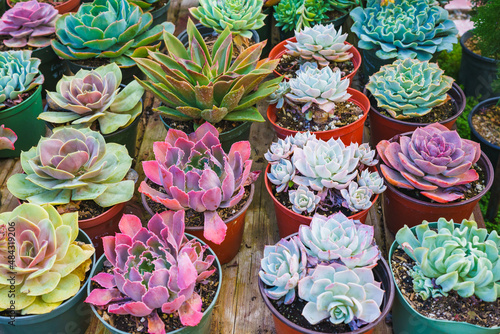 Succulent plants variety. Popular types of succulents